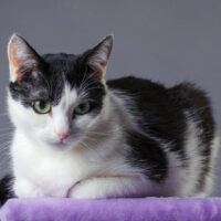AnimalCruel_Cat AnimalCruel_Cat